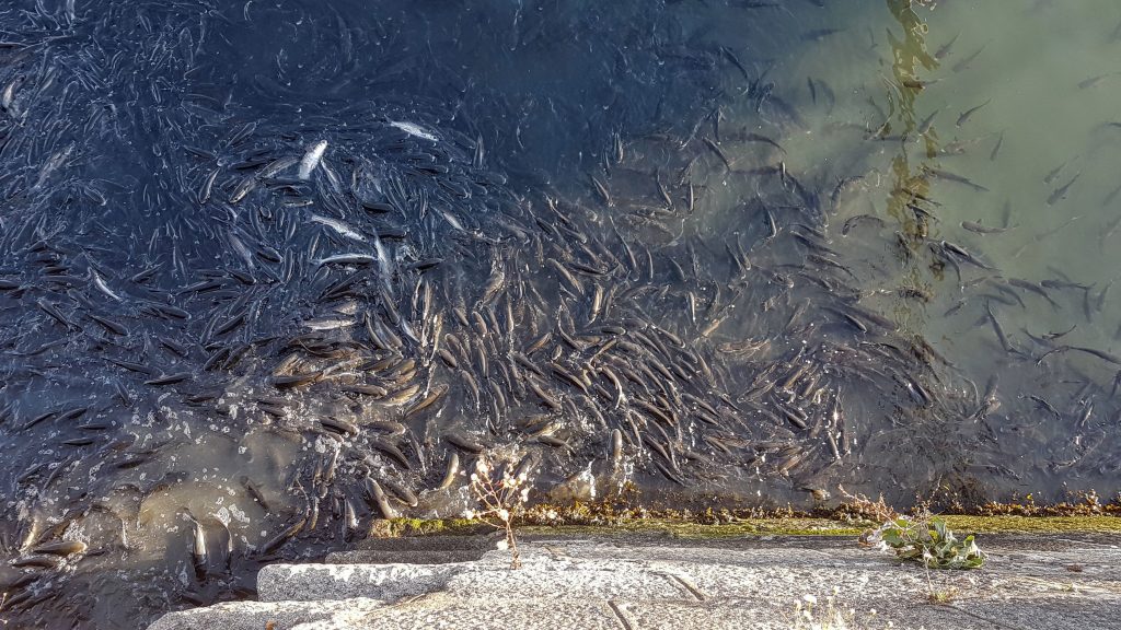 20170928 181524 scaled